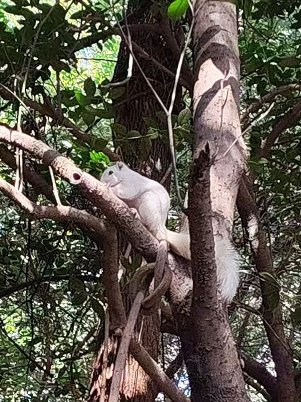 A Small White Squirrel Suddenly Appeared In Wuhan's Guishan Mountain. The Interaction With The Elderly Was So Warm That Relatives And Friends Praised It.-Lijin Finance