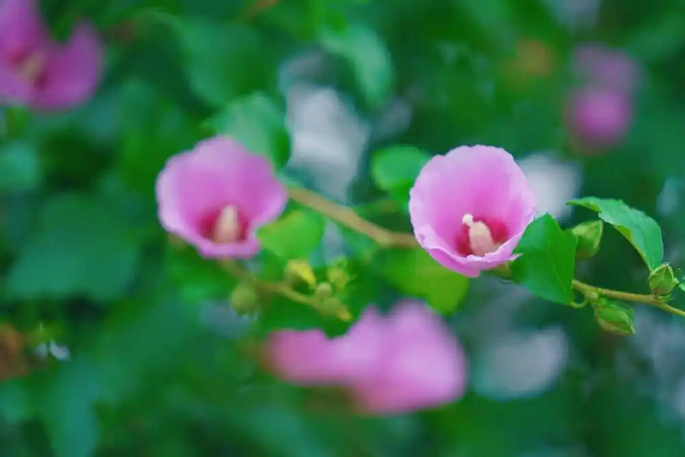 Chinese Valentine's Day press articles_The inheritance and development of the cultural connotation of the love symbol of the Chinese Valentine's Day