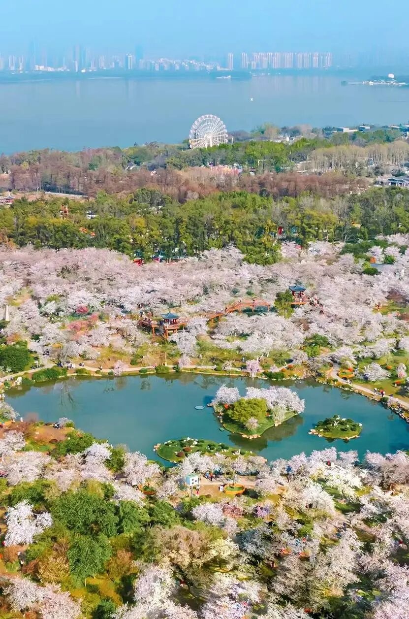 _The reason why the flowering period of Wuhan cherry blossoms is advanced_How long is the flowering period of Wuhan cherry blossoms