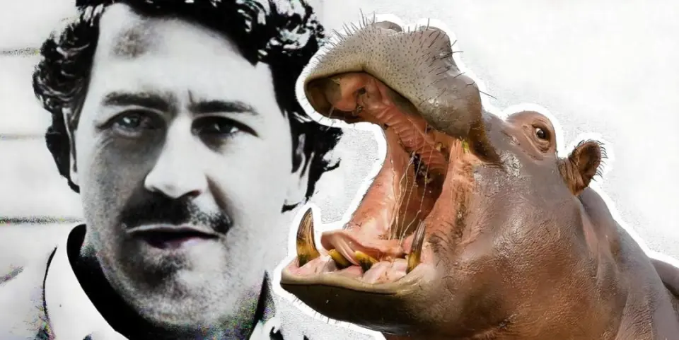 The drug lord hippopotamus_The hippopotamus left by the drug lord has become a disaster_