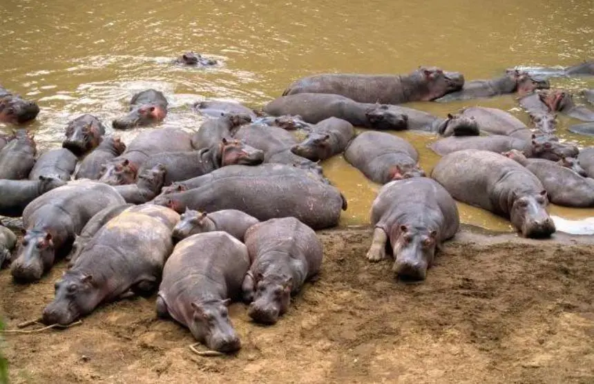 The drug lord hippopotamus__The hippopotamus left by the drug lord has become a disaster