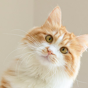 离职人员收入证明模板_公司开具收入证明员工辞职责任_公司开具收入证明员工贷款问题