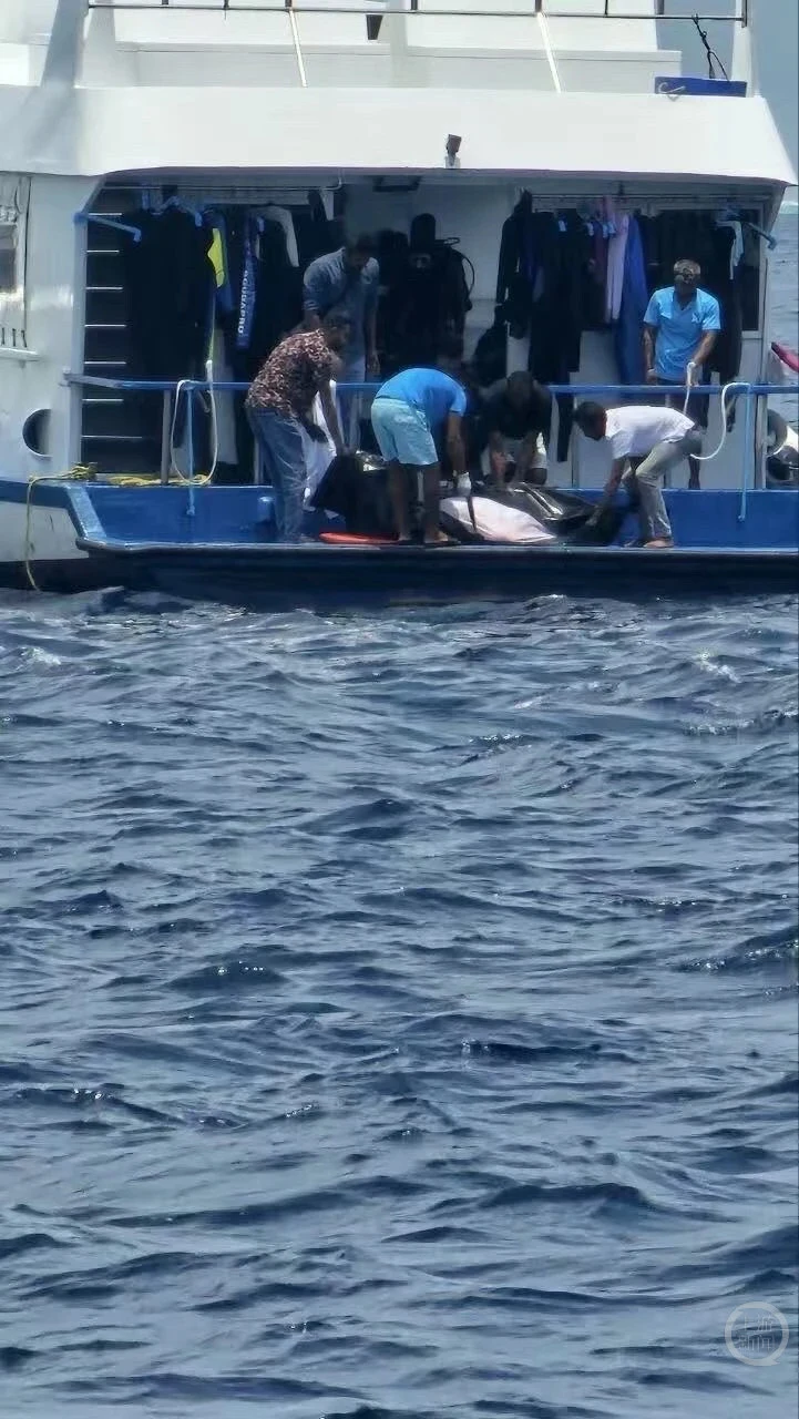 _马尔代夫一游客追鲸鲨命丧船只螺旋桨 当地华人：悲剧本可避免_马尔代夫一游客追鲸鲨命丧船只螺旋桨 当地华人：悲剧本可避免